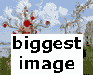 Biggest Image