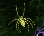 The Spider