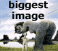 Biggest Image